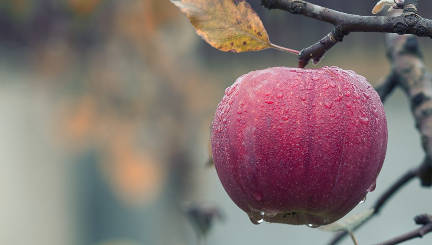 Apfel-Allergen als wirksame Behandlungsoption der Apfelallergie
